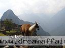 Machu-Picchu-008